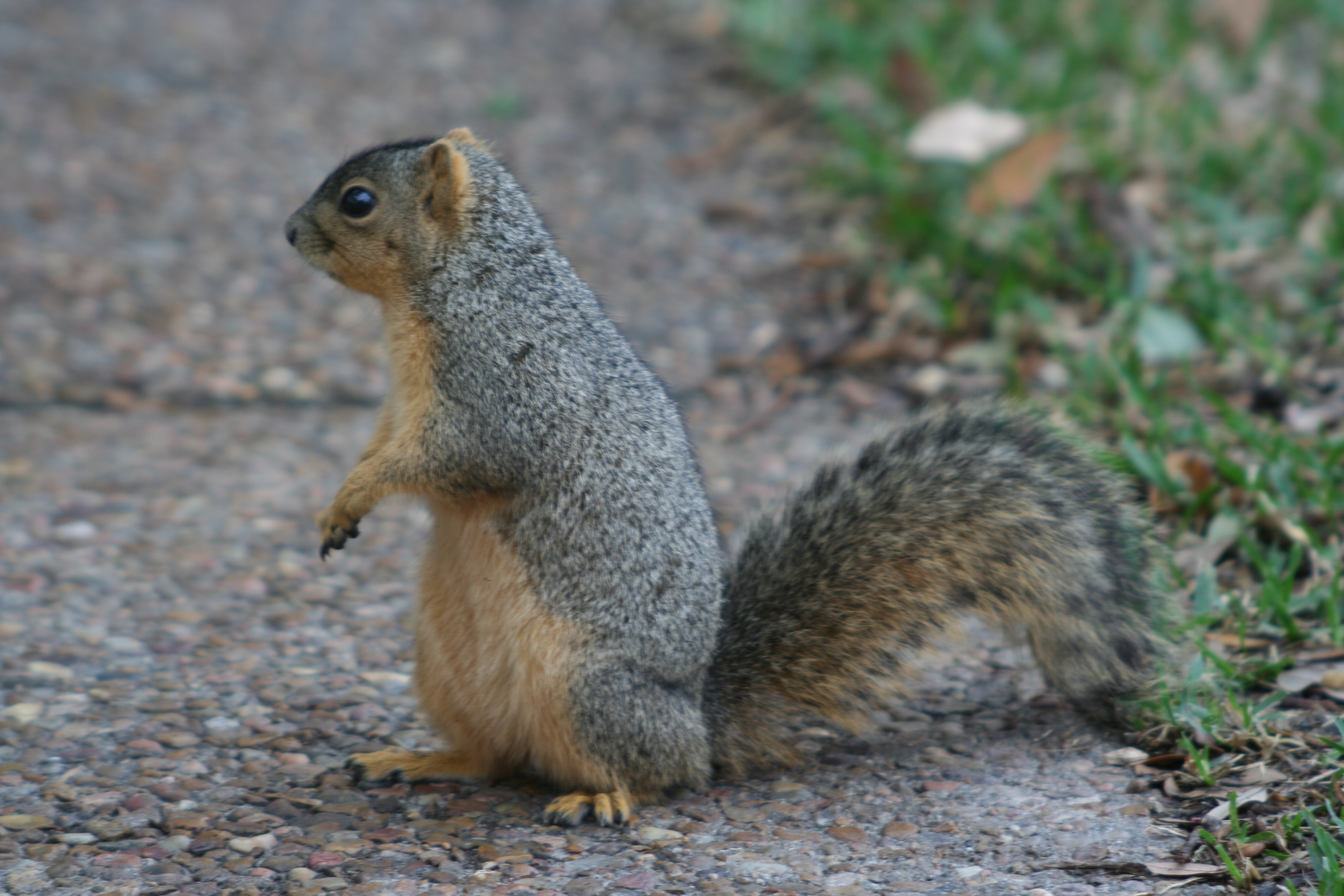 Squirrel: Rice University, Houston, TX